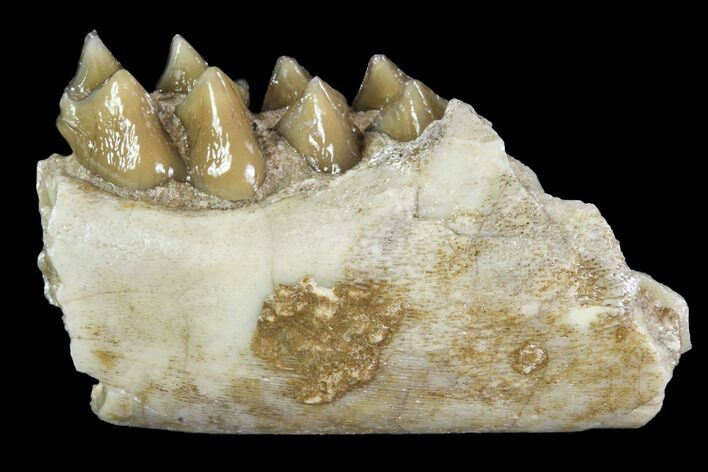 Oligocene Ruminant (Leptomeryx) Jaw Section #91113
